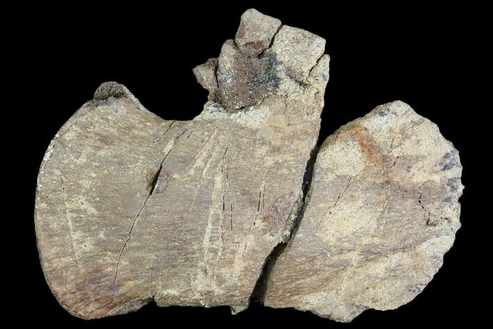 Bargain, Hadrosaur Ungual (Foot Claw) - Montana #103746